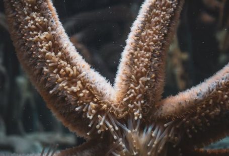 Common Pitfalls - Starfish with soft papulas on arms